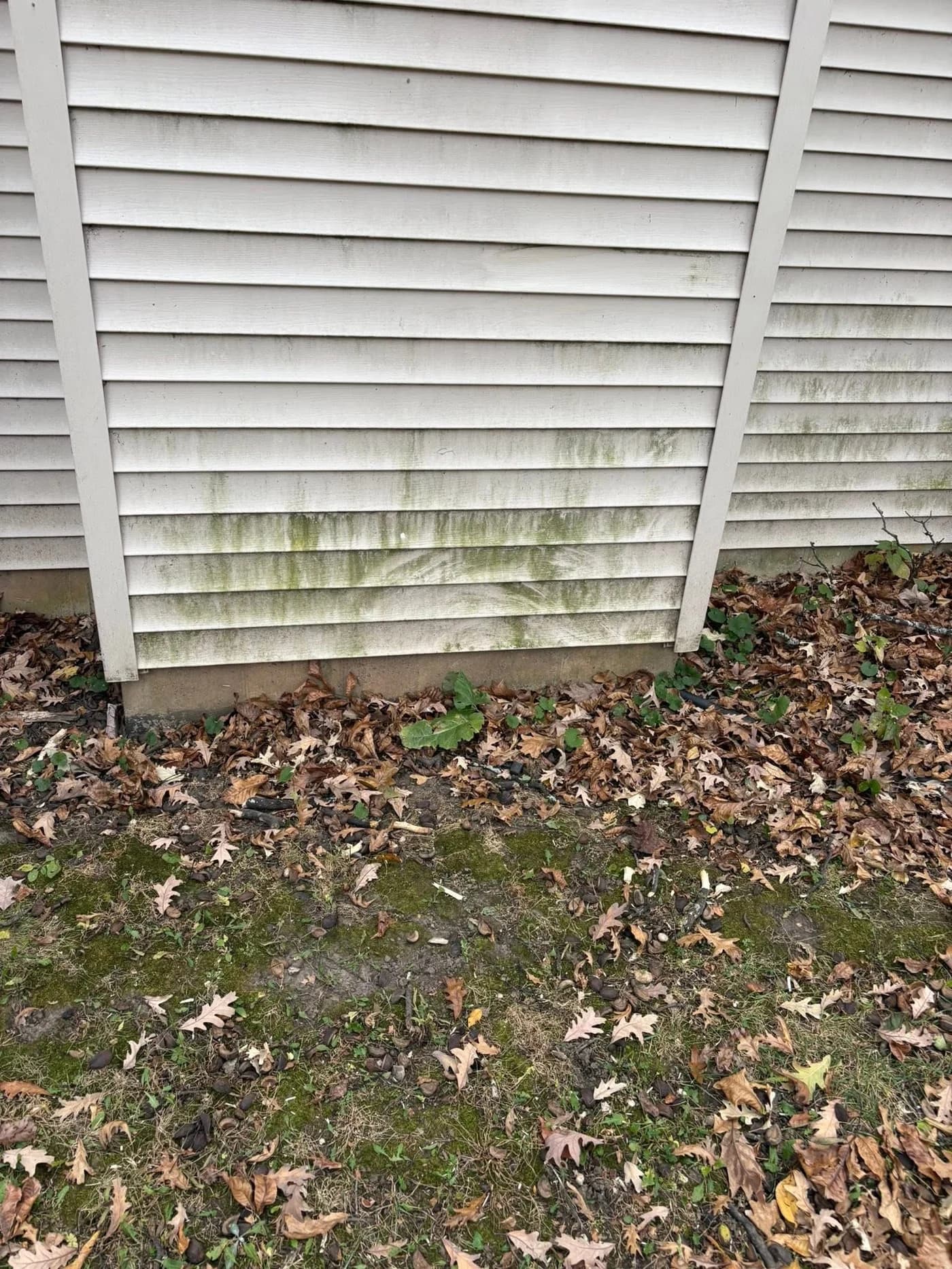 Vinyl siding streaked green with algae before a Kussmaul Co. soft wash